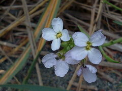 Cakile maritima