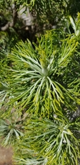 Hymenolepis crithmifolia