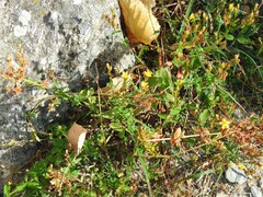 Hypericum undulatum