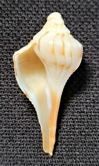 Sinistrofulgur sinistrum