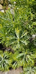Hymenolepis crithmifolia