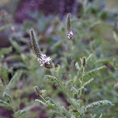 Dalea albiflora