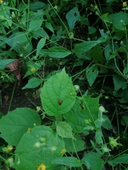 Lemini