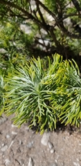 Hymenolepis crithmifolia