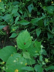 Lemini