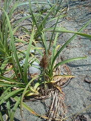 Carex macrocephala