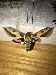 Hyles euphorbiae