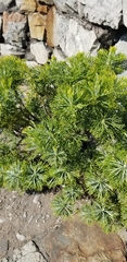 Hymenolepis crithmifolia