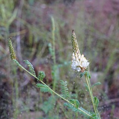 Dalea albiflora