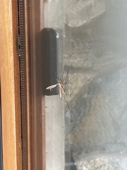 Tipula