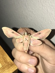 Hyles euphorbiae