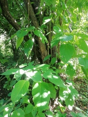 Cordia elaeagnoides