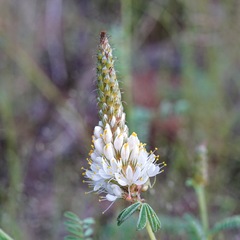 Dalea albiflora