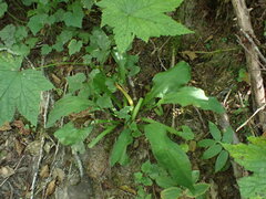 Lysichiton americanus