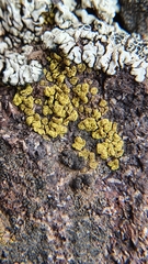Acarospora rhabarbarina