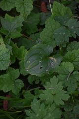 Maianthemum dilatatum