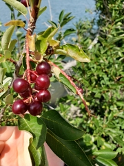Prunus virginiana