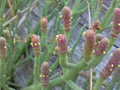 Salicornia pacifica