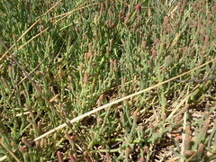 Salicornia pacifica