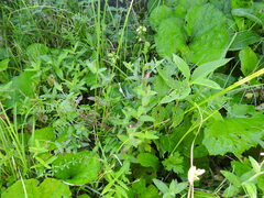 Epilobium parviflorum