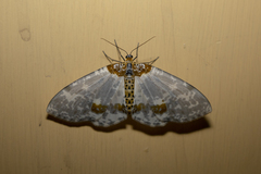 Abraxas neomartaria