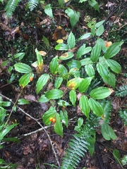 Prosartes lanuginosa