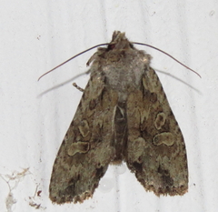 Lithophane disposita