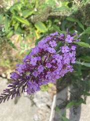 Buddleja