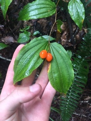 Prosartes lanuginosa