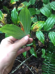 Prosartes lanuginosa