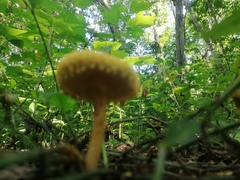 Leucocoprinus birnbaumii