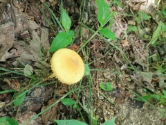Leucocoprinus birnbaumii