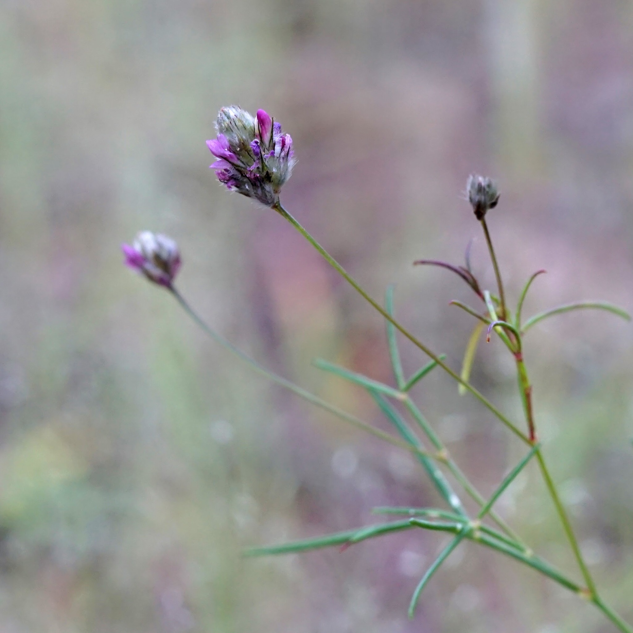 Dalea filiformis