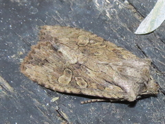 Lithophane disposita