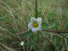 Sida rhombifolia