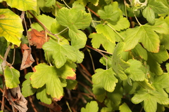 Ribes sanguineum