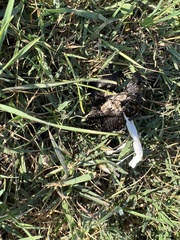 Coprinus calyptratus