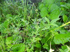 Epilobium parviflorum