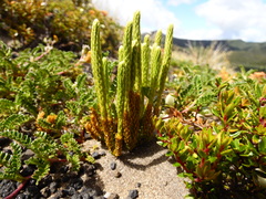 Austrolycopodium magellanicum