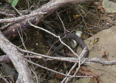 Nerodia sipedon pleuralis