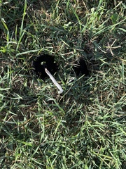 Coprinus calyptratus