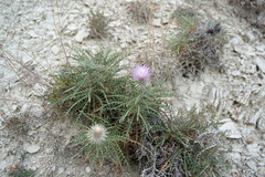 Ptilostemon echinocephalus