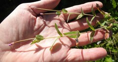 Epilobium parviflorum