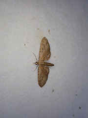 Eupithecia absinthiata