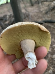 Boletus reticulatus