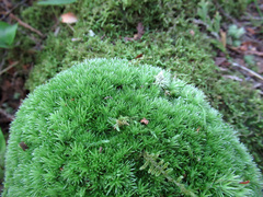 Leucobryum