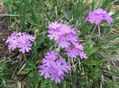 Primula farinosa