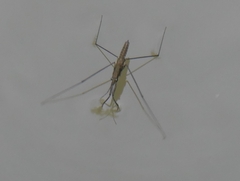 Aquarius najas