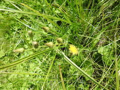 Sonchus arvensis arvensis