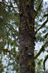 Picea sitchensis